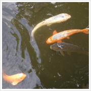 途中の南池で、たくさんの鯉がお出迎え。恋のお出迎えかしら？とくだらないことを考えつつ…。