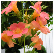 美人になれるというだけあって、愛らしいお花のお出迎え。わくわく