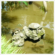 今日は晴天だからか、私が来たからか、たくさんの亀もお出迎え。これはご利益ありそう～（ちなみに帰るときは、一匹もいなかった・・・）