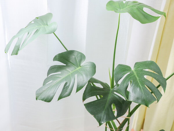 店舗内写真|Mana Lani