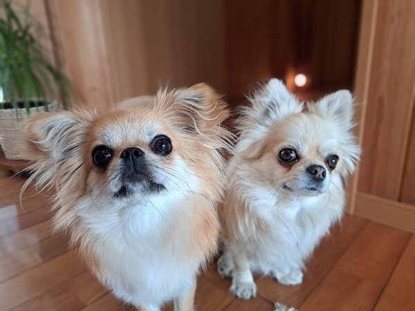 看板犬|head spa &amp; body care caapa