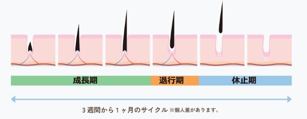 光脱毛の仕組みと毛周期について|BLANCHE