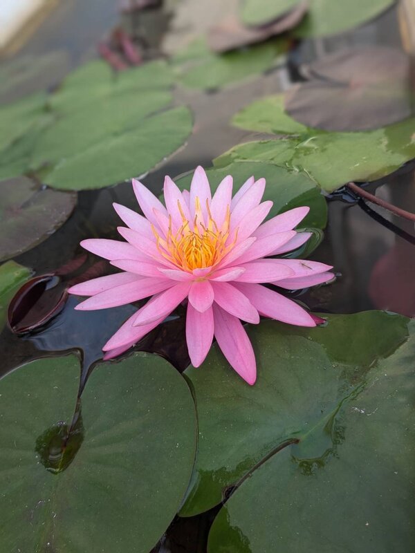 蓮の花|hair create MUSE