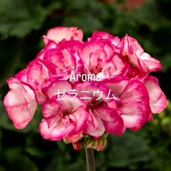 天然100%のアロマオイル✨|Relaxation Bonheur