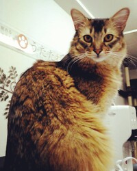 眠れるほぐし処うたたね 神楽坂本店 | 飯田橋のリラクゼーション