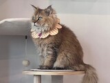 ねこ好きの為のNail Salon Le Dali Deux 東銀座店 | 銀座のネイルサロン