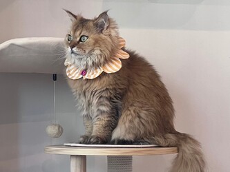 ねこ好きの為のNail Salon Le Dali Deux 東銀座店 | 銀座のネイルサロン