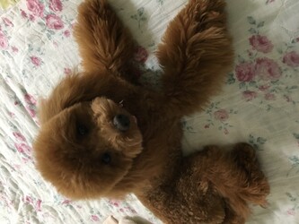 Lovewise | 呉のリラクゼーション