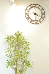 FELUCE  hair  atelier | 徳島のヘアサロン