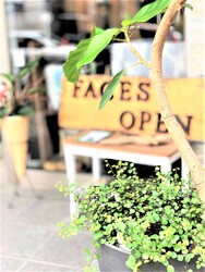 FACES hair lounge | 吉祥寺のヘアサロン