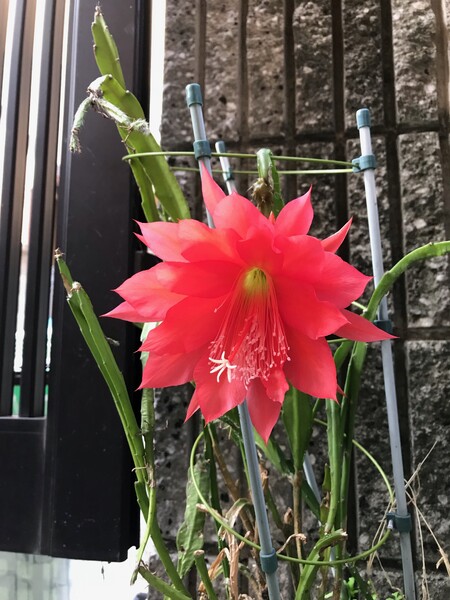 健康と美容の　Body Cure ねむの木 | 尼崎のリラクゼーション