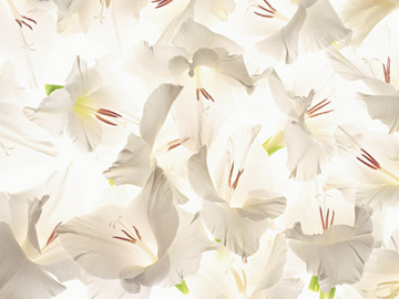 Salon De Rebirth | 麻布のエステサロン Salon De Rebirth | 麻布のエステサロン