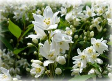 Amelio プライベートエステサロン アメリオ | 日光のエステサロン