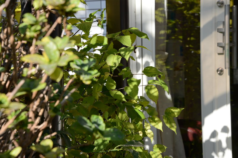 スタジオM's | 荻窪のアイラッシュ