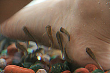 アロマ・リフレクソロジーサロンｔｅｔｏｔｅ | 伊達のリラクゼーション