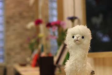 alpaca | 新宿のヘアサロン alpaca | 新宿のヘアサロン