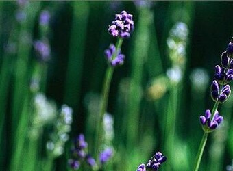 Ｆｒｅｅｄｏｍ | 新潟のリラクゼーション