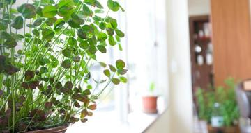 アンジェロ 鷺宮店 | 鷺ノ宮のヘアサロン アンジェロ 鷺宮店 | 鷺ノ宮のヘアサロン