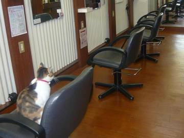 ヘアーサロン シャレオ ～ SHAREO ～ | 天王寺/阿倍野のヘアサロン