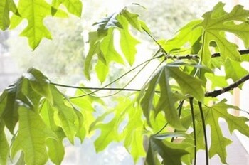 Relaxation Esthetic 彩 | 大津のエステサロン