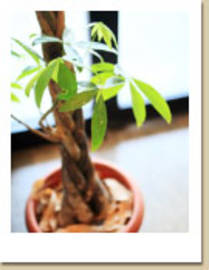 毛美刈 酒津店 | 倉敷のヘアサロン