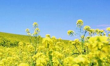 SPRING BLUE 島崎本店 | 熊本のヘアサロン