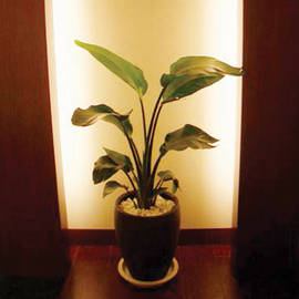 Graceful Garden  阪急17番街店 | 梅田のリラクゼーション