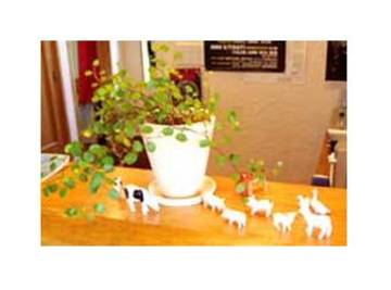 hair make shanty | 新発田のヘアサロン hair make shanty | 新発田のヘアサロン