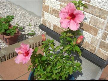 Family Salon Shine | 大仙のヘアサロン