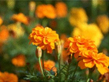 Mari Gold | 河原町/木屋町/先斗町のリラクゼーション