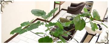 crew | 金山のヘアサロン