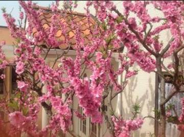 ＥＳＦ 天使の杜 | 田川のエステサロン