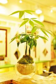 hair&nail art nouveau 高島平 | 板橋のヘアサロン hair&nail art nouveau 高島平 | 板橋のヘアサロン