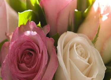 サロンAnera | 池袋のエステサロン サロンAnera | 池袋のエステサロン