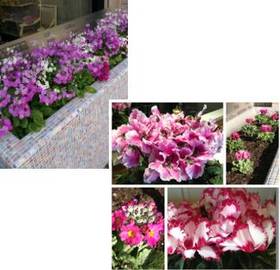 Primuｌa | 西宮のヘアサロン