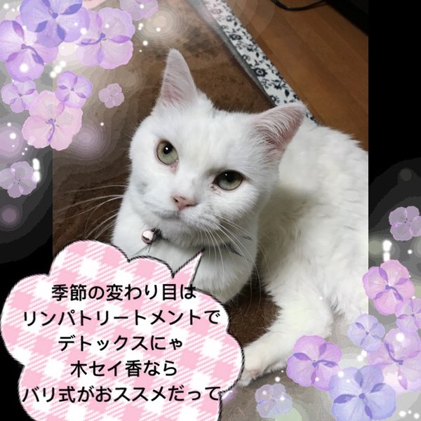 木セイ香 | 上越のエステサロン 木セイ香 | 上越のエステサロン