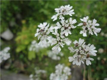 HERBLL | 八戸のリラクゼーション