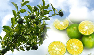 Villa de Kobe | 三宮のリラクゼーション Villa de Kobe | 三宮のリラクゼーション