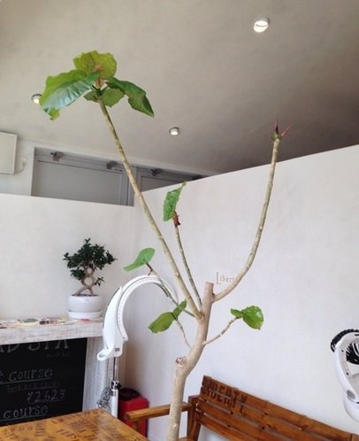 Liberty | 赤坂/警固のヘアサロン Liberty | 赤坂/警固のヘアサロン