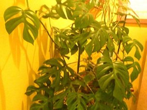 Home Town for hair | ひたちなかのヘアサロン Home Town for hair | ひたちなかのヘアサロン