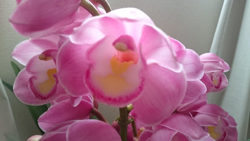 糸脱毛エステ  bee-smiling | 京橋のエステサロン