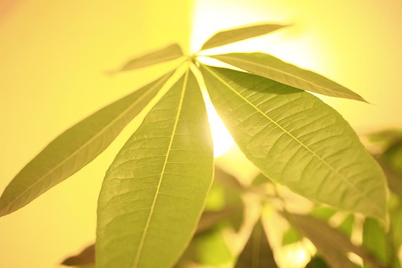 桜ブランコ | 北区/東区周辺のヘアサロン