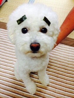 アフロ | Infini-Y’s　ウェルディ長泉店の加藤のペット