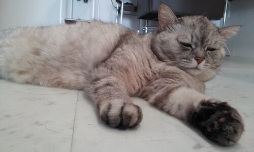 jam | 美容室Maharoの看板猫