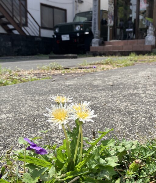 [アイキャッチ]店舗前に珍しい花が・・