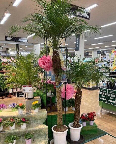 [アイキャッチ]ヤシの木