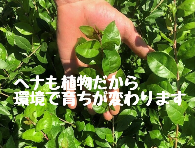 [アイキャッチ]環境で育ちが大きく異なる国産美らヘナ@なら愛媛西条美容室〜想〜新居浜