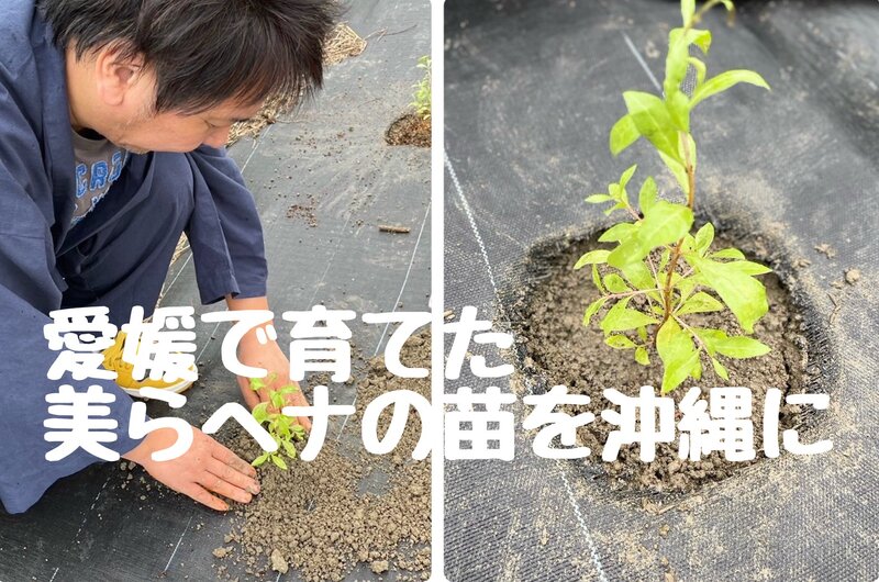 [アイキャッチ]愛媛で育てた美らヘナの苗を沖縄のヘナ畑に植樹