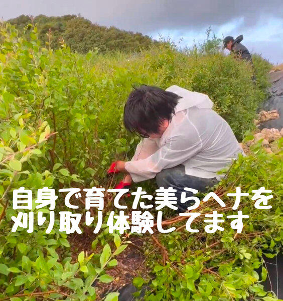 [アイキャッチ]愛媛で育てた美らヘナの苗を刈り取り