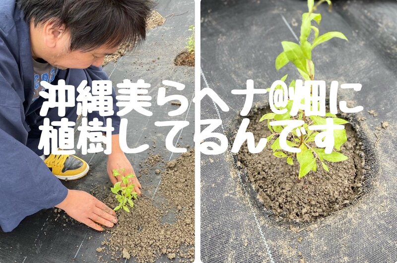 [アイキャッチ]植樹した美らヘナ@を自身で刈り取り！愛媛西条美容室〜想〜新居浜